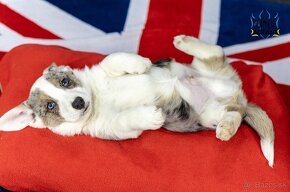 Welsh corgi cardigan merle - 2