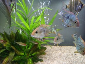 Geophagus tapajos Red head - 2