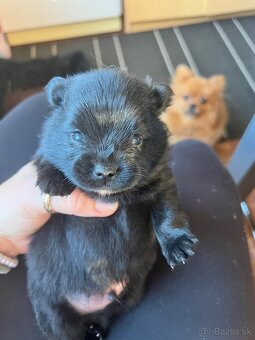 Šteniatka mini pomeranian do 2,5 kg - 2