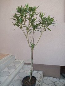 Oleander - 2