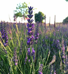 Levandula-lavande-,rušenie záhrady - 2