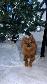 Pomeranian fenka - 2