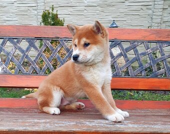 Shiba inu - 2