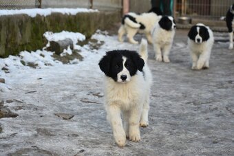 Rumunský ovčák - Bucovina (Ciobănesc Românesc de Bucovina) - 2