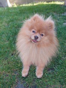 Pomeranian psik - 2