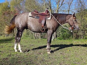 Pripuštanie American Quarter Horse ,QH , AQH - 2