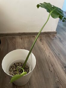 Monstera - 2