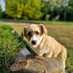 Welsh Corgi Pembroke s pp - 2