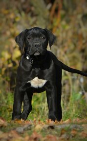 Cane corso s PP /FCI - 2