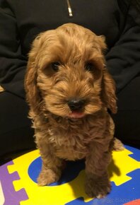 Cockapoo +36209877091 - 2