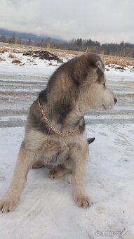 Krzenec husky s gangal  4 mesačný pes - 2