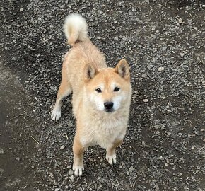 Shiba inu - 2