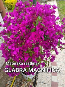 Bougainvillea,( bougainvillea, bugenvilea, bugenvila ) - 2