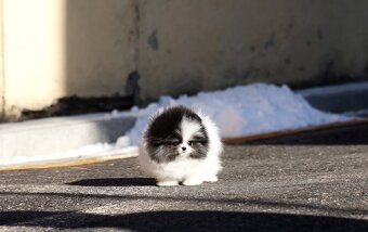 Čistokrvný mini pomeranian - 2