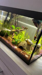 Predam komplet 25l akvarium s vybavenim aj s rybami - 2