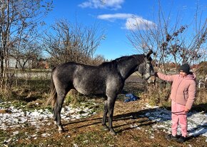 3 ročný valach po Quifilio (Quifilio x Timpex Cent) - 2