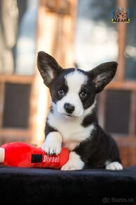 Corgi cardigan - nie pembroke - 2