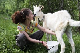 Melasa kŕmna priamo z cukrovaru - ozaj hustá - 2