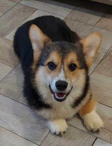 WELSH CORGI PEMBROKE - 2