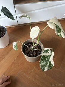 Monstera deliciosa / albo variegated - 2