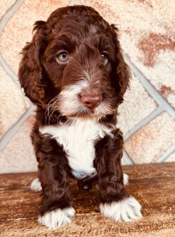 Cockapoo cavapoo  maltipoo - 2