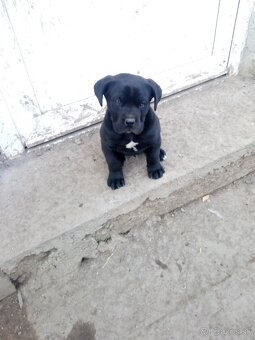 Cane corso - 2