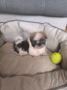 Predám šteniatka Shi-tzu ši-cu šicu shihtzu - 2