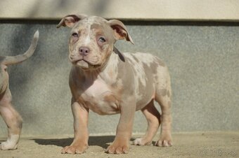 American bully - 2