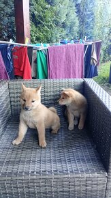 Predám shiba inu - 2