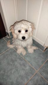 Maltipoo - 2