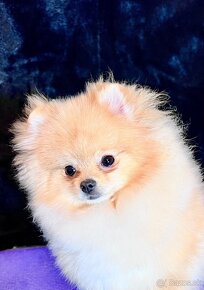 Pomeranian - 2