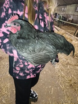 Australorp modra ,kohut - 2