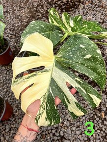 Monstera THAI CONSTELLATION (3 kusy) - 2