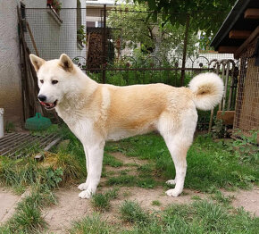 Akita inu - 2