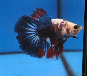 Bojovnice- Betta splendens - 2