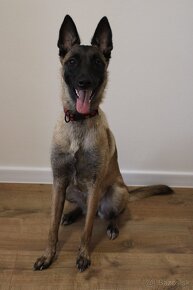 Belgický ovčiak - Malinois - 2