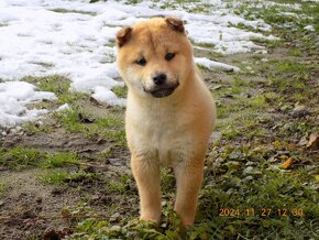 Shiba inu - 2