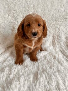 Goldendoodle mini - 2