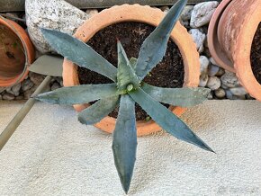 Agave (20cm) v ozdobnom hlinenom crepniku - 2