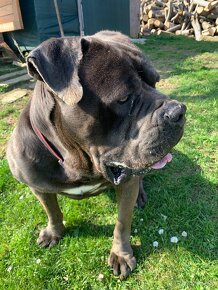 Cane corso - 2