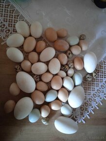 Násadove vajíčka - 2