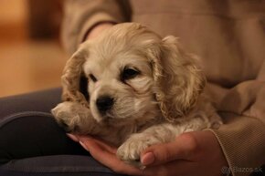 Americky Kokrspaniel - 2