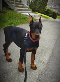 DOBERMAN KENNEL Šteniatka s FCI P.P - 2