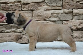 Boerboel - štěňata s PP (FCI) - 2