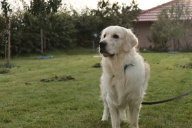 Zlaty retriever na krytie - 2