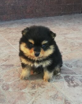 Špic pomeranian - 2