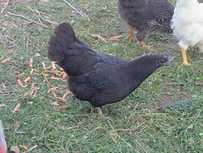 Ayam Cemani - 2