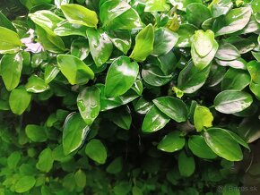 Anubias nana - 2