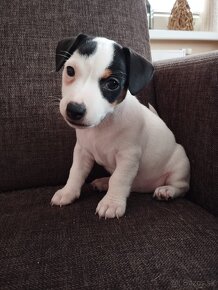 Jack russel terier - 2