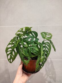 Monstera Adansonii - 2